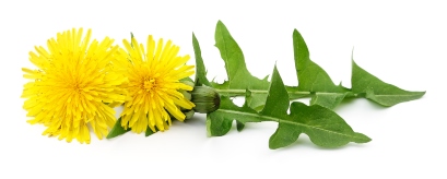 Örtspecialisten Maskrosrot – Naturlig Tinkture för Matsmältning