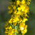 Agrimony 10 ml Bach Flower Remedies
