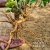 Ancient Therapy Ashwagandha 120 Kaps