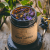 Anima Mundi Blue Lotus Tea 28g