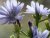 Chicory 10 ml Bach Flower Remedies