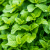 Paraherbs Citronmeliss spagyrisk tinktur 20 ml