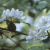 Crab Apple 10 ml Bach Flower Remedies