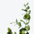 Crearome Eukalyptus eterisk olja 10 ml