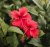 Örtagubben Hibiskusblom 50 g