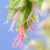 Hornbeam 10 ml Bach Flower Remedies
