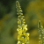Crearome Kungsljus Blommor 100 g