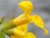 Mimulus 10 ml Bach Flower Remedies