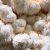 Mushu Lion's Mane 30 ml - flytande extrakt