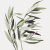 Olive 10 ml Bach Flower Remedies