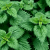 Brännässla blad 100 g Naturdrogeriet