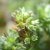 Scleranthus 10 ml Bach Flower Remedies