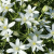 Star of Bethlehem 10 ml Bach Flower Remedies