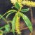 Willow 10 ml