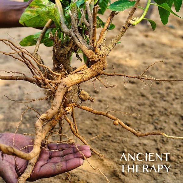 Ancient Therapy Ashwagandha 120 Kaps