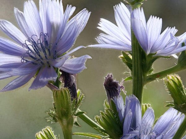 Chicory 10 ml Bach Flower Remedies