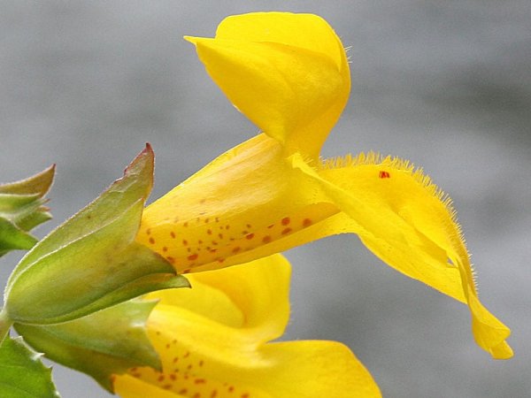 Mimulus 10 ml Bach Flower Remedies