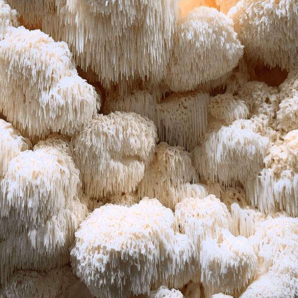Mushu Lion's Mane 30 ml - flytande extrakt