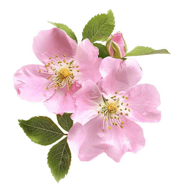 Rosenserien Deodorant Roll-on Rose 50 ml