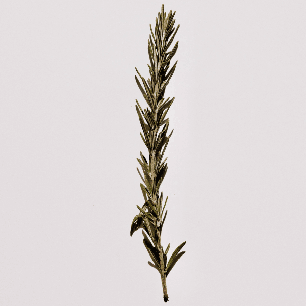 Rosmarin 80 g Naturdrogeriet