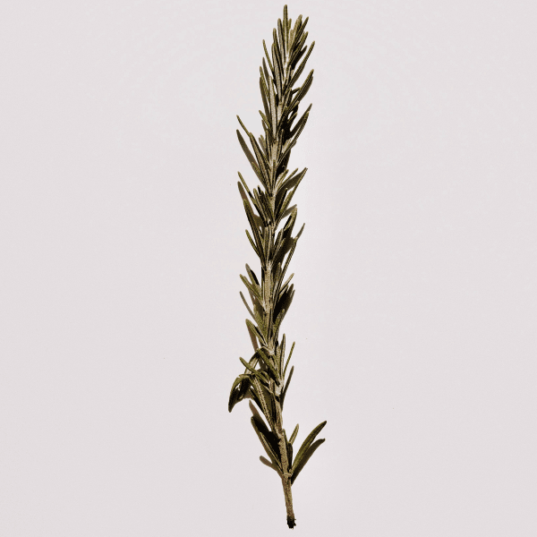 Crearome Rosmarin eko eterisk olja 10 ml