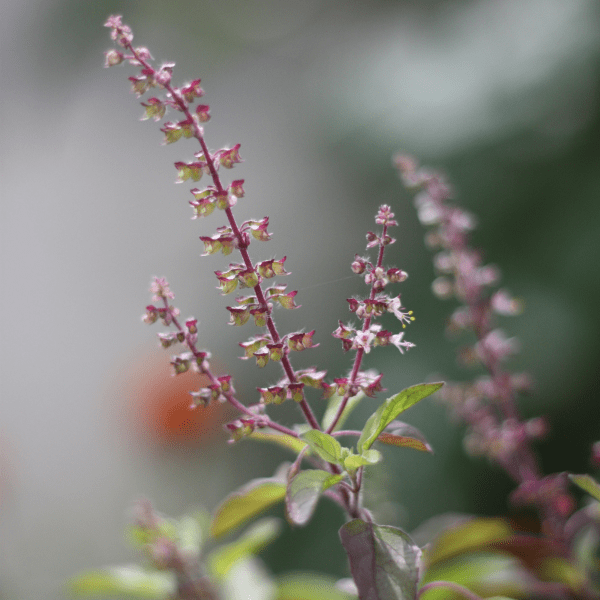 Helig Basilika pulver / Tulsi eko 100 g