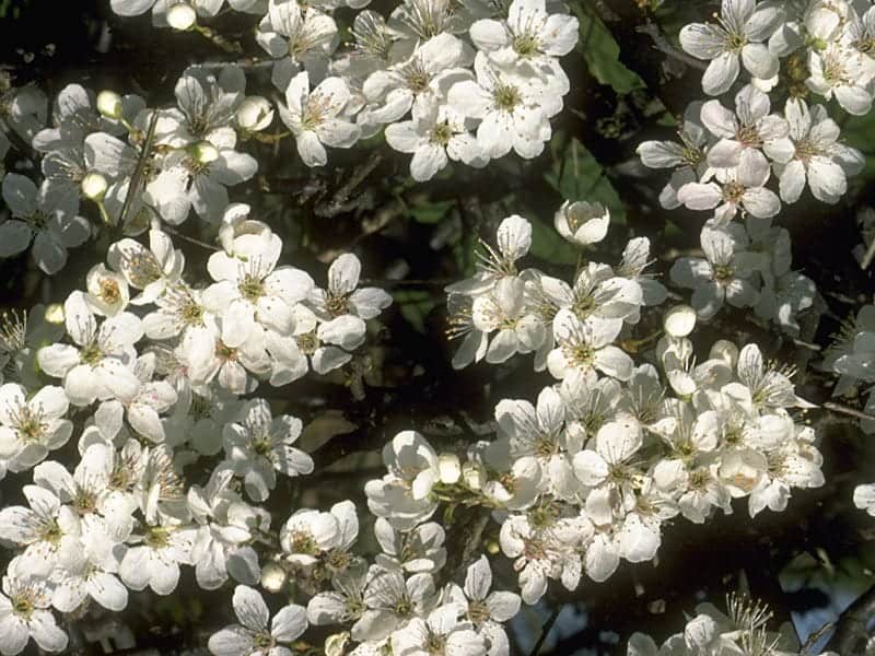 Cherry Plum 10 ml Bach Flower Remedies