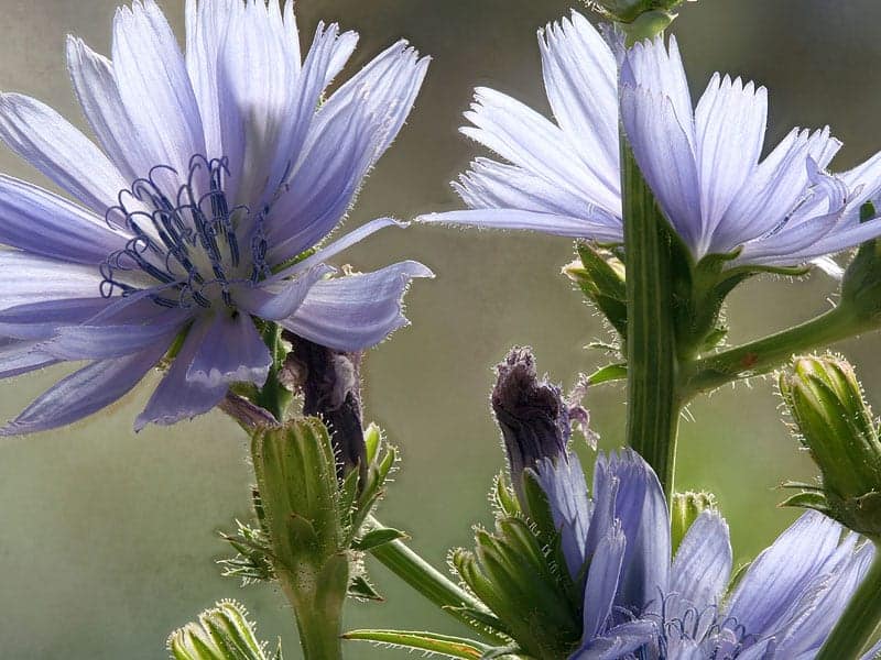 Bach Flower Remedies Chicory 10 ml