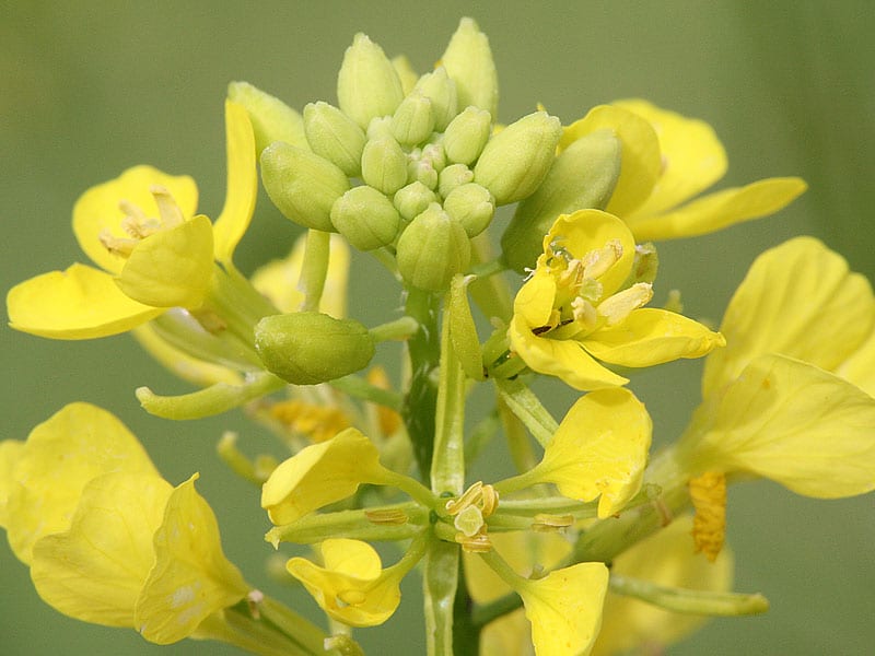 Bach Flower Remedies Mustard 10 ml