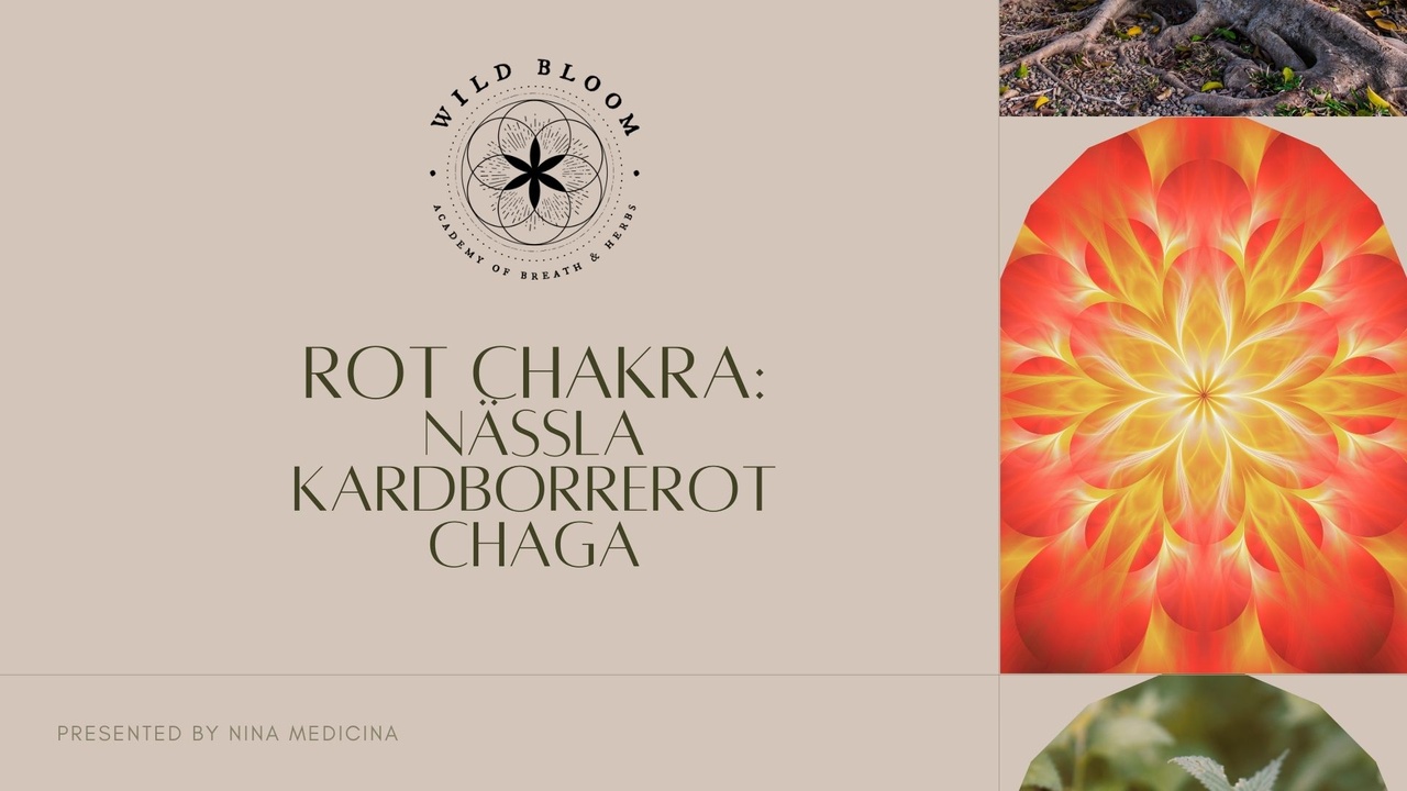Wild Bloom Rotchakra Paket - Nässla, Kardborrerot, Chaga
