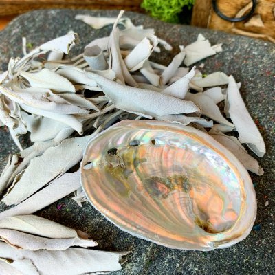 Kani Sage 20g leaves / Abalone shell 8-10cm