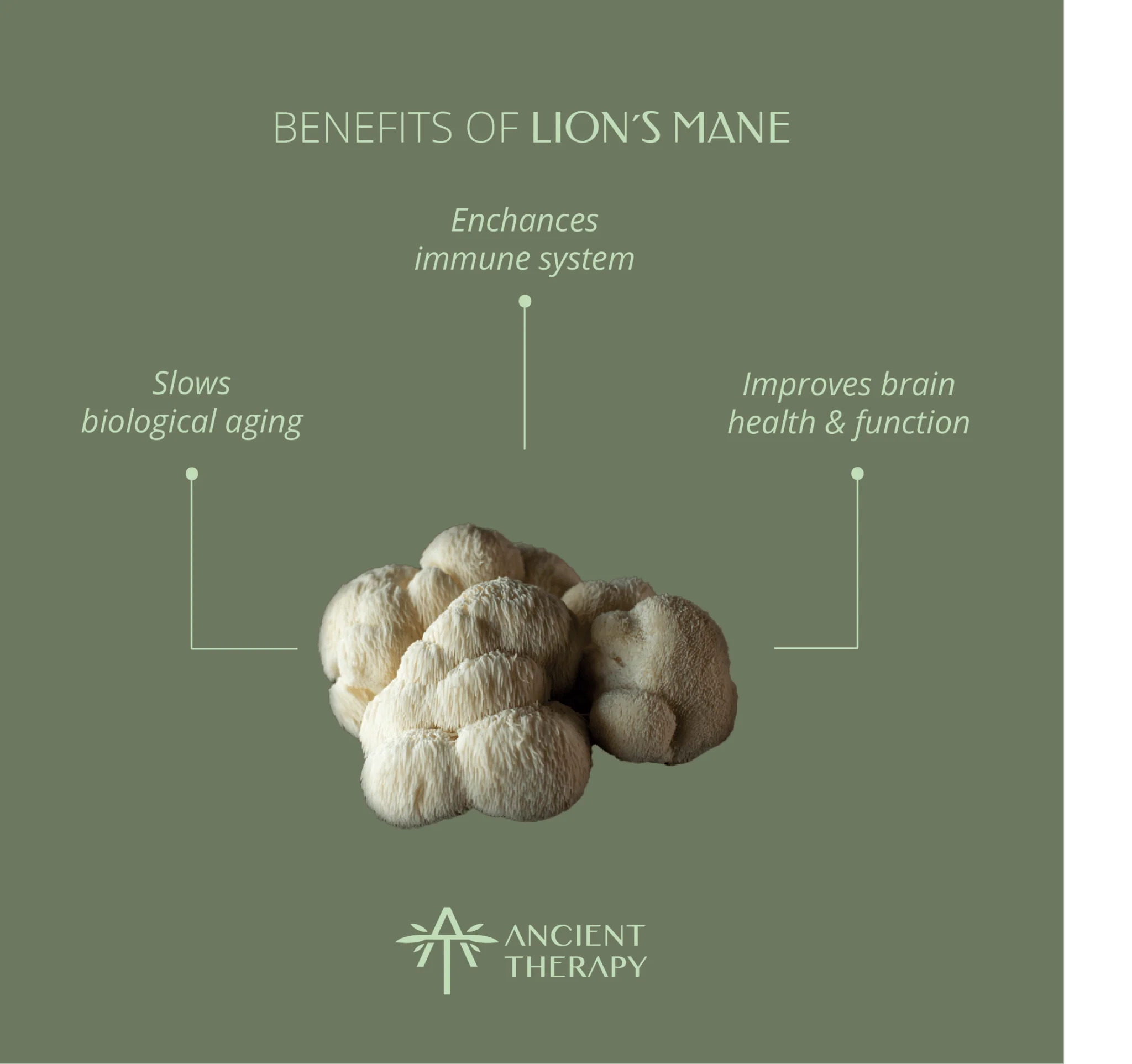 Ancient Therapy Lion's Mane 120 kaps