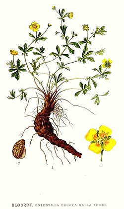 Blodrot 100 g Naturdrogeriet