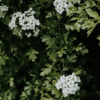 Hagtorn Eko 100 g Naturdrogeriet