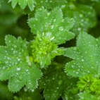 Naturdrogeriet Daggkåpa / Lady´s Mantle 50 g