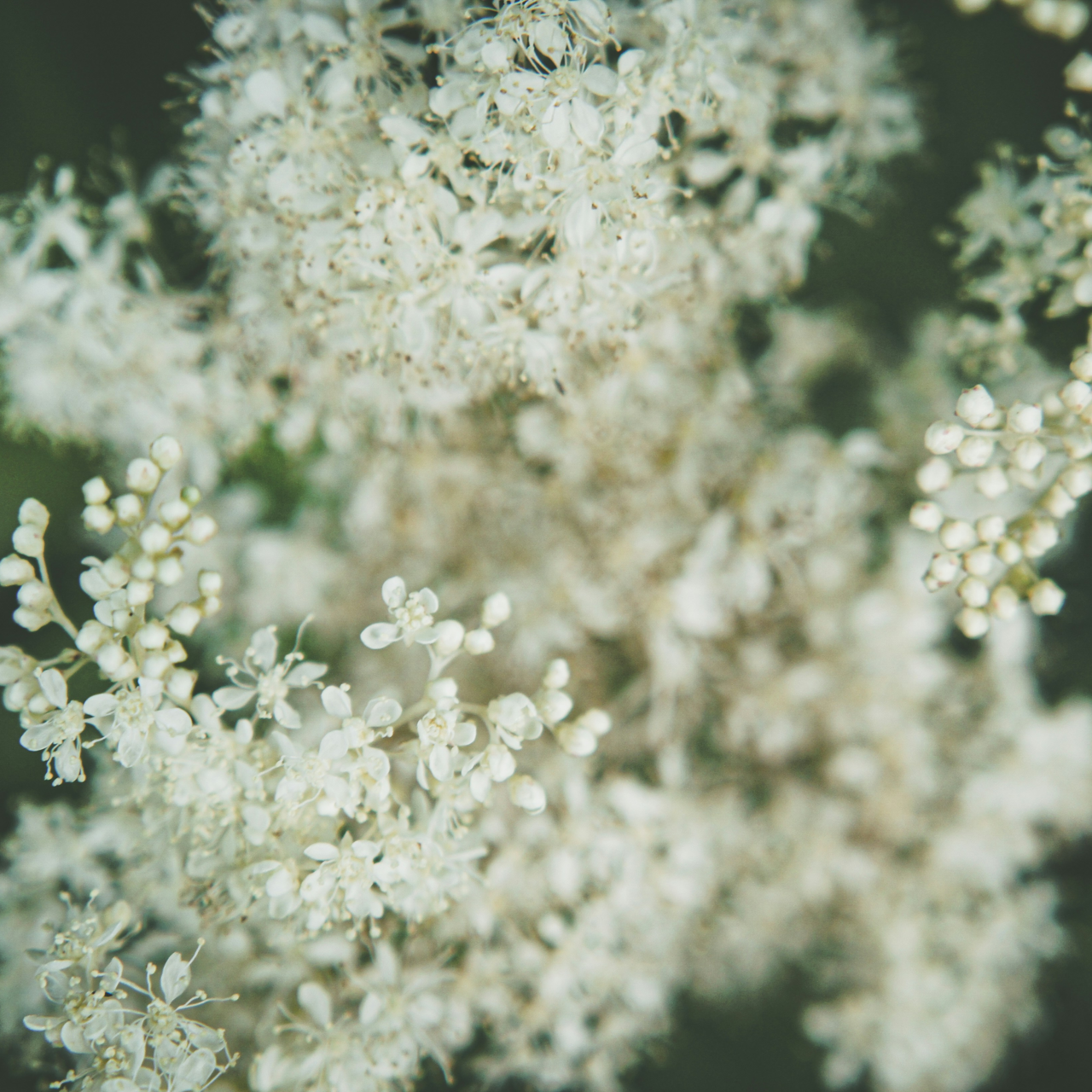 Naturdrogeriet Älggräs / Meadowsweet 100 g