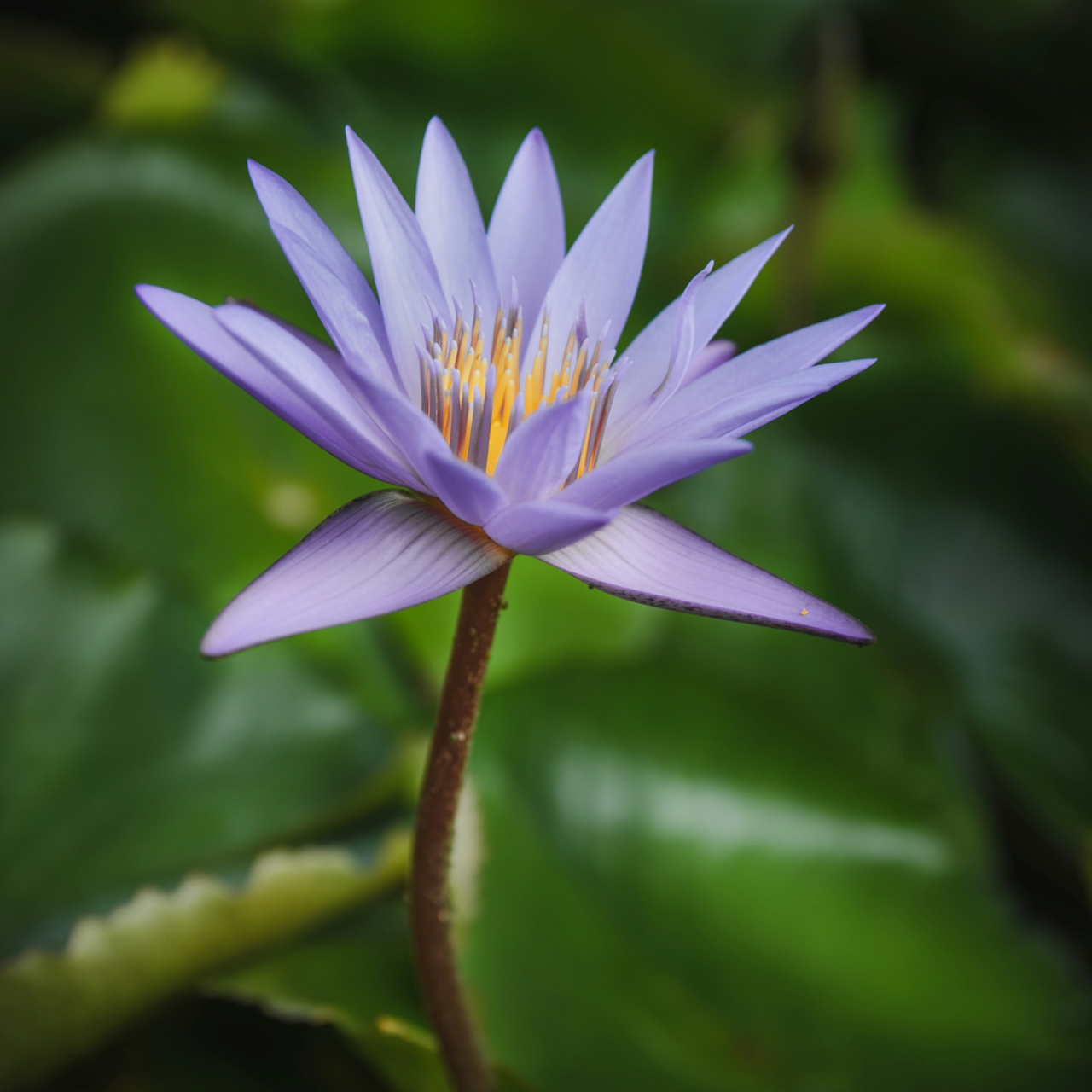 Blå Lotus 30 g Ayamani Naturals