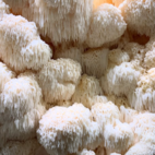 Mushu Lion's Mane 30 ml - flytande extrakt