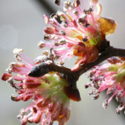 Elm 10 ml Bach Flower Remedies