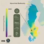 Scandi Shrooms Christmas bundle Focus + Relax kit