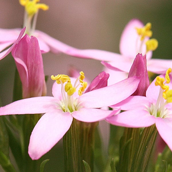 Centaury 10 ml Bach Flower Remedies