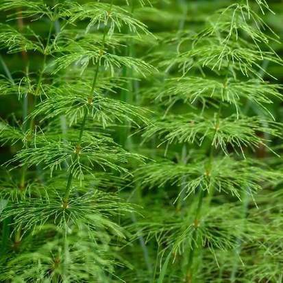 Crearome Åkerfräken 100 g