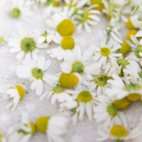 Kamomillblom Eko 200 g Naturdrogeriet