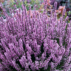 Naturdrogeriet Ljung 90 g