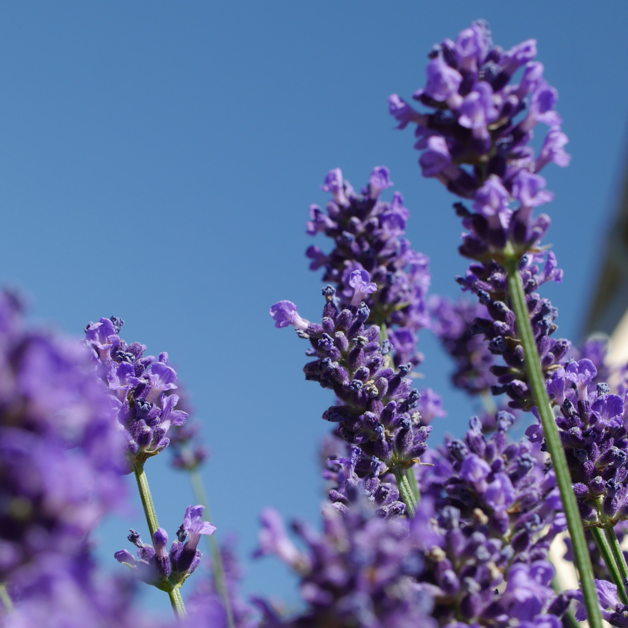 Crearome Lavendel fine pop eterisk olja Eko 10 ml