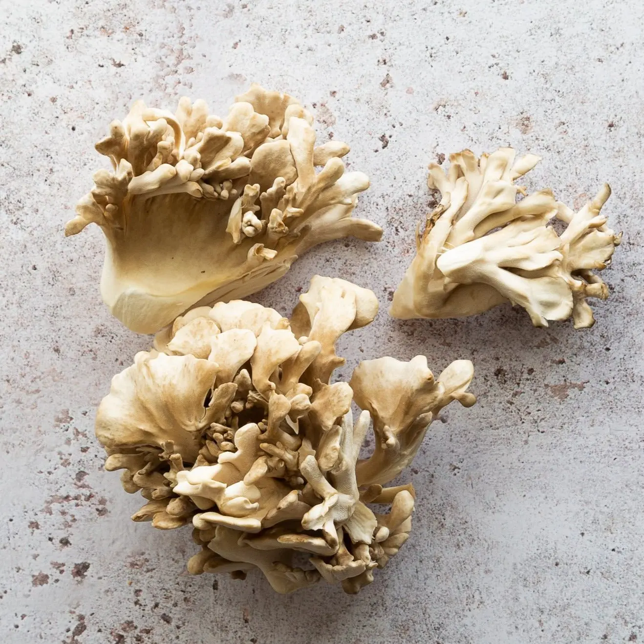 Rawpowder Maitake eko pulver 125g