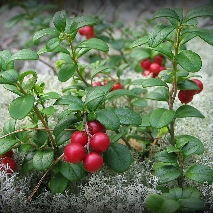 Glommersbär svenskt Lingonpulver, Eko 100g