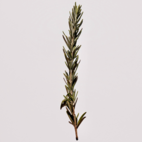 Rosmarin 80 g Naturdrogeriet