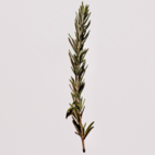 Crearome Rosmarin eko eterisk olja 10 ml