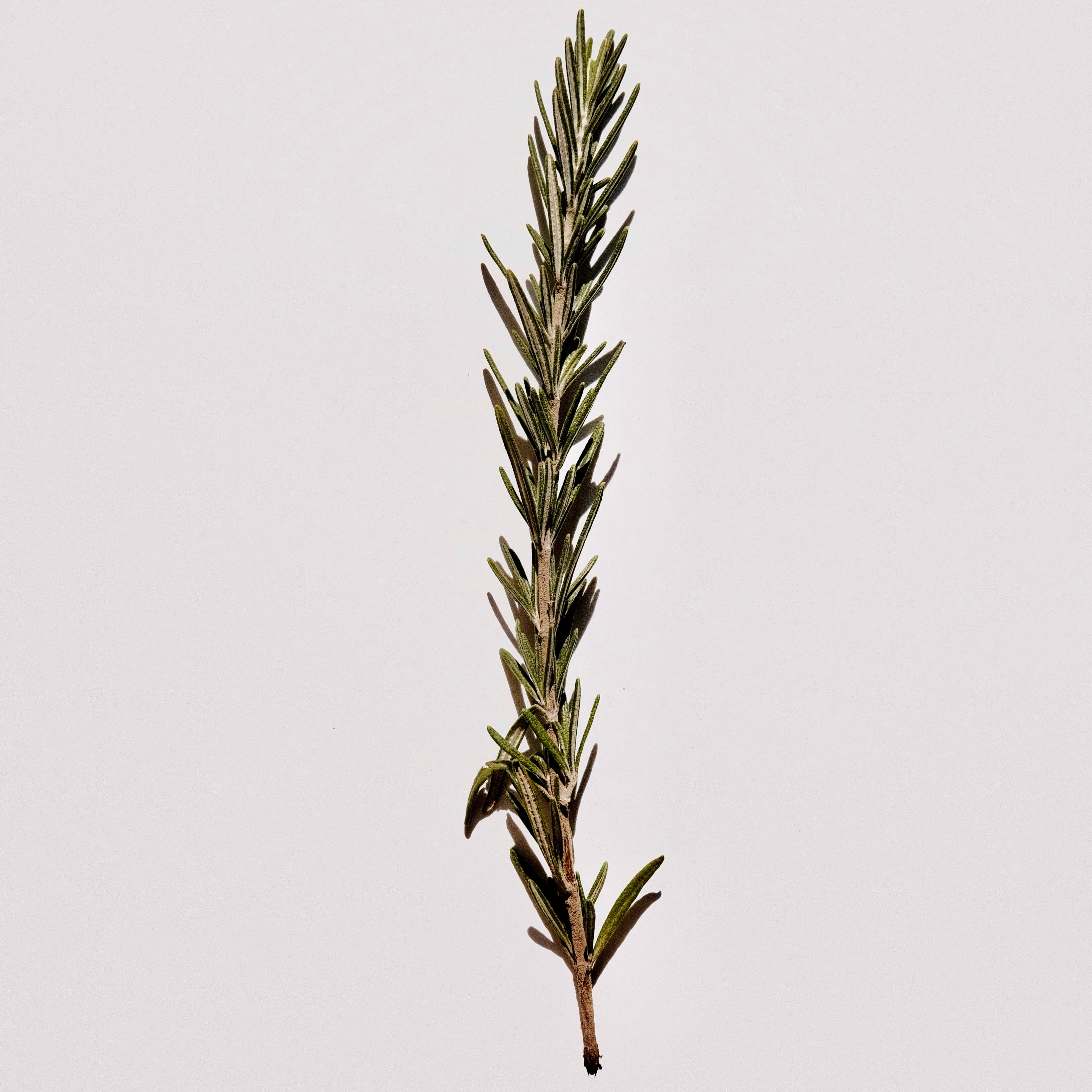 Crearome Rosmarin eko eterisk olja 10 ml